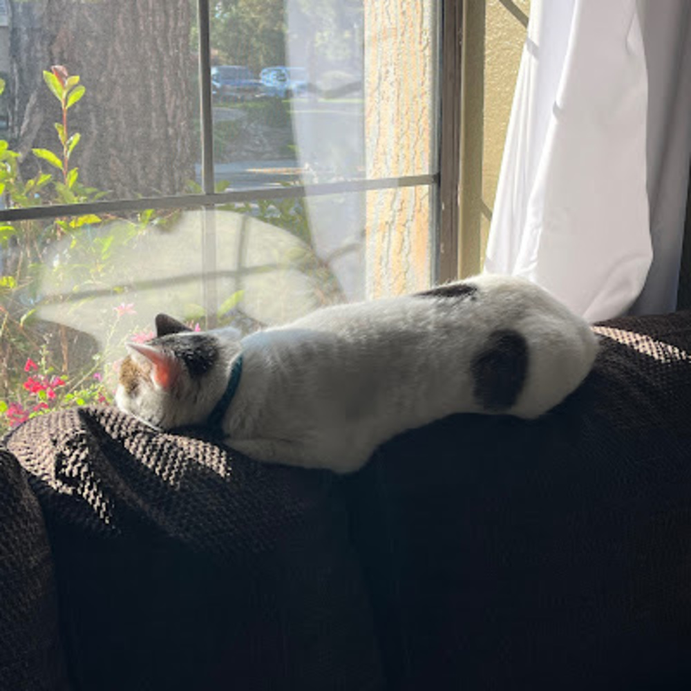 Meet your Posher, Amelie